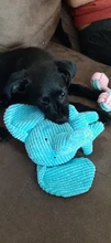 Lindo animales de peluche perro juguetes mascota chillona cachorro masticar morder interactivo juguete perros suena Accesorios