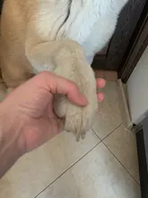 Hair-Trimmer Pets-Clippers Pet-Grooming-Machine Nail-Grinding Dog Usb-Rechargeable Baorun