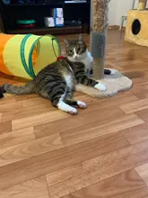 Self-Groomer-Toy Massage-Device Cat Catoy Pet-Cat with for Hair-Removal-Brush Dogs Comb