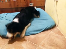 Tennis-Ball Cricket Pet-Supplies Dog-Toy Giant Inflatable Interactive-Toys Outdoor 