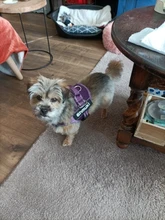 KOMMILIFE Nylon perro personalizado arnés transpirable Pet K9 arnés para perros perro mascota reflectante conjunto cuello de la correa de perro