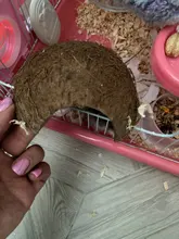 Nest Hamster-House Hiding-Cage Coconut-Shell Small Animal Reptiles Cave Spider Natural