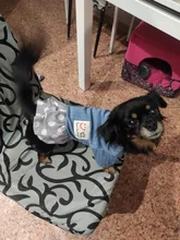 Dog-Dress Dogs-Skirt Yorkshire Summer Chihuahau Dot 