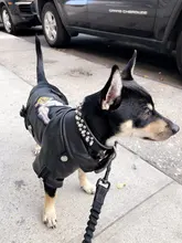 Jacket Dog-Coat Puppy Eagle-Pattern Waterproof Outdoor Outerwear Pet Small Soft Fashion