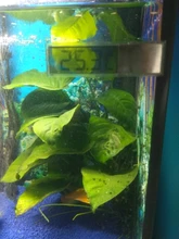 Termómetro Electrónico multifuncional para tanque de peces, medidor de temperatura Digital LCD 3D para acuario