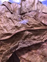 10 Uds Natural de alta calidad Terminalia Catappa hojas indio de Lour árbol hoja de oliva para agua de acuario equilibrio PH acidez