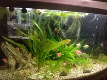 Boxes Hatching-Incubator Tanks Betta Isolation Acrylic Aquarium Fish-Tank-At001 Fish-Breeding