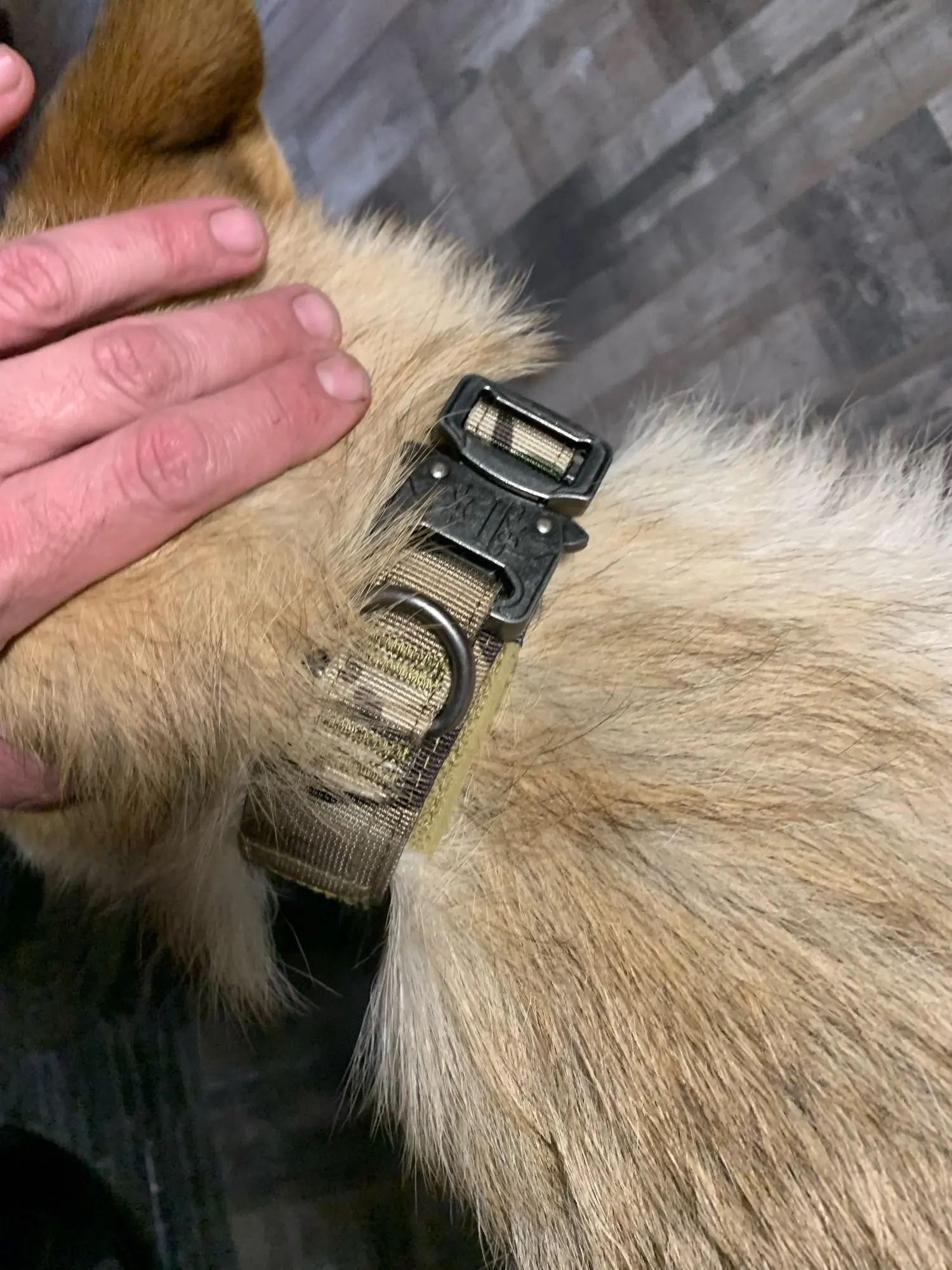 Adjustable Nylon Wear-Resistant Tactical Pet Collar photo review