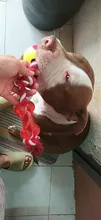 Cuerda para perro de compañía de algodón para masticar, juguete para mascotas con forma de bola de hueso, nudos, limpieza de dientes para perros pequeños, medianos y grandes, 5 tipos