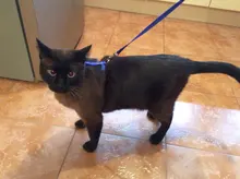 Leash-Set Harness Pet-Products Cat-Collar Adjustable Belt Dog Animals Kitten Nylon And