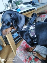 Perro suministros nailon mascota perros arnés Collar de Pet de alta calidad productos harnais pour chie para grandes Grande Mediano pequeño arnés de perro