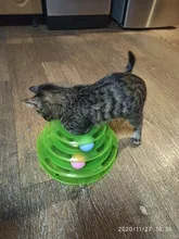 3 Levels Pet Cat Toy Funny Tower Tracks Disc Cat Tracks Toys Training Intelligence Amusement