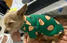 Warm Dog Sweatshirt Puppy-Clothes Dog-Costume Soft-Fleece Chihuahua Winter Yorkshire