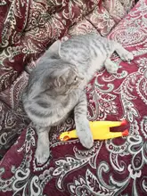 Toy Dog-Toys Duck-Pig Molar Squeak Sound Chew Plush Durability Funny Elephant Fleece