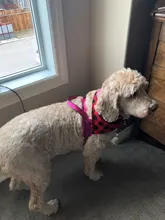 Arnés ajustable para perros medianos y grandes, chaleco reflectante de entrenamiento para caminar, sin tirones, para mascotas