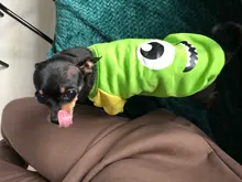 Cartoon Cat Costume Cute Cozy Pet Clothes for Cats Katten Kedi Hoodie Mascotas Mascotas