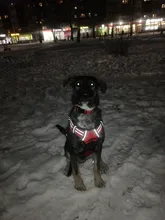 Vest Harness Pet-Dog No-Pull SUPREPET Nylon Adjustable for Large Medium