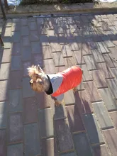 Coat Pet-Dog-Jacket Winter Puppy Hood-Size Warm with 8-18 5-Colors Thickening