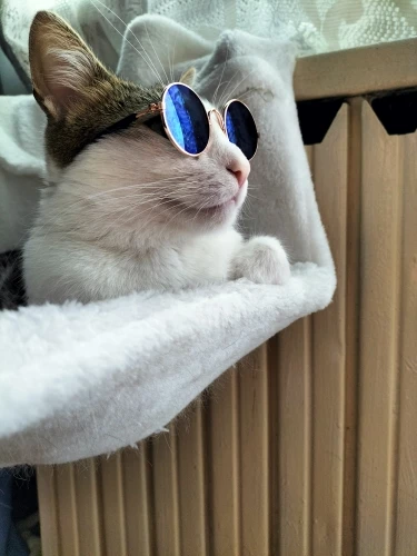 Pet Products Lovely Vintage Round Cat Sunglasses Reflection Eye wear glasses For Small Dog Cat Pet Photos Props Accessories