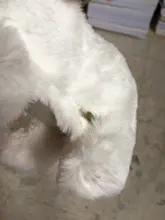 Muñeca de peluche eléctrica para niños, juguete de simulación para cachorros, Perro Robot interactivos inteligentes para caminar