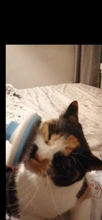 Removal Comb Pet Comb Brush Grooming Cats Hair Remove Selfcleaning Flea Comb for Dogs
