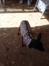 Ropa de invierno para mascotas, atuendo con chaleco cálido para perros pequeños, abrigo para perro, Chihuahua acolchado, a prueba de viento, 20