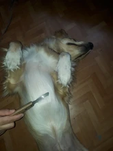 Peine profesional para perros de acero inoxidable, mango de madera, cuchillo para pelar el pelo de mascotas, accesorios para el exceso de pelo