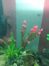 Aquarium-Accessories Decoration Materials Fish-Tank Artificial Green 20cm PVC Plants