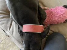 Dog-Collar Bulldog German Shepherd Wide-Leather Padded Pet-Dog Perro Soft for Medium