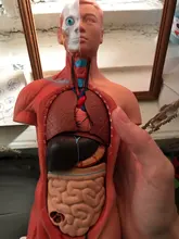Torso humano cuerpo modelo de anatomía, anatómico médico los órganos internos para la enseñanza Dropshipping. Exclusivo.