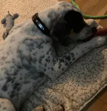 Padded Dog-Collar Pitbull Customized Engraved Dogs Big Pet for Medium Large Perro