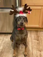 Hat Puppy-Festival-Accessories Party-Product Pet-Headband Hair-Hoop Dog Cat Cosplay Christmas