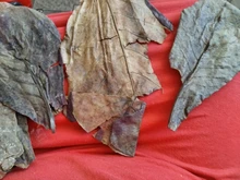 Betta Fish Shrimp Aquarium Almond-Leaves Natural Indian 10pcs Habitat Terminalia Kill-Bacteria