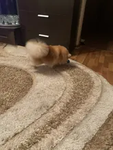 Toys Entertainment Puzzle Dog-Tumbler-Toys Leaking-Dispenser Pet-Food Treat Ball Boredom