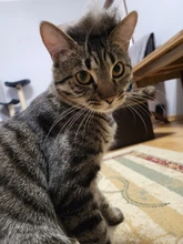 De acero inoxidable de perro mascota peine de limpieza cepillo para quitar el pelo de gato peines de aseo herramienta mango suave mascotas proveedor de accesorios