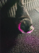Collares de luz LED para perros de compañía, collares luminosos recargables y parpadeantes para perros de noche, Collar luminoso USB, decoración para el cuello que brillan en la oscuridad