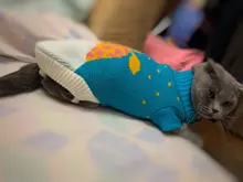 Pet Cat Reindeer Sweater Winter Warm Cat Clothes for Cats Kedi Outfit katten Clothing