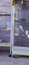 Food-Container Bird-Feeder Animal-Supplies Parrot Hanging Pet-Bird-Prevention Splash