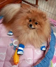 Pet-Boots Cat-Shoes Dog Small-Dogs Puppy-Socks Protecters Rain-Snow Anti-Slip Winter