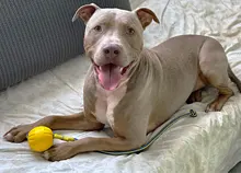 Chew Toy Treat-Toys Training-Ball Rubber Dog Puppy Fetch Play Funny Teeth Indestructible