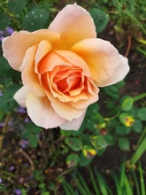 Ratón inalámbrico para Gaming, ergonómico, 2,4 GHz, USB, óptico, para ordenador, PC y portátil