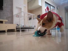 Juguetes para perros, ventosa de silicona, Bola de empuje para morder, limpieza de dientes, cepillo de dientes para comida de alimentación, juguetes para perros, venta al por mayor