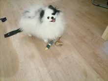 Rope Squeak-Toys Pet-Puppy Duck-Shaped Chew Squirrel Plush Cotton Cartoon Animals Lovely