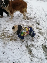 HOOPET Large Coat Down-Jacket Winter New Warm Autumn for Dogs Dog-Prints Overalls Leisure-Style