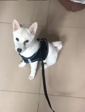 Arnés para perros y mascotas de gran tamaño sin tirones, chaleco ajustable y transpirable, impermeable, para Seguridad al aire libre, caminar y correr,arnes perro mediano,perros accesorios,suministros para perros