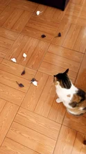 pawstrip Rabbit Fur False Mouse Pet Cat Toys Feather Rainbow Ball Toy Cayts Funny Playing