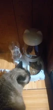 Cuenco de Gato de 4 estilos para perros, alimentador de gatos, bebedero automático para gatitos, capacidad de 1.5L, productos de alimentación para cachorros