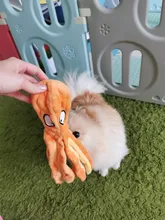 Juguete de peluche suave con 8 patas de pulpo para perros, juguete interactivo para jugar al aire libre, con sonido sonoro, juguete dental para masticar