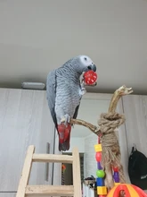 Toys Ball Cage Bird-Toy Cockatiel Pet-Parrot-Toy Parakeet Hollow-Rolling-Bell 10pcs Fun