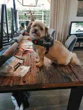 K9 Harnesses For Dogs Customizable Dog Name label Reflective Adjustable Dog Harness Vest